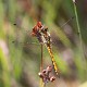 J01_3981 Sympetrum danae male